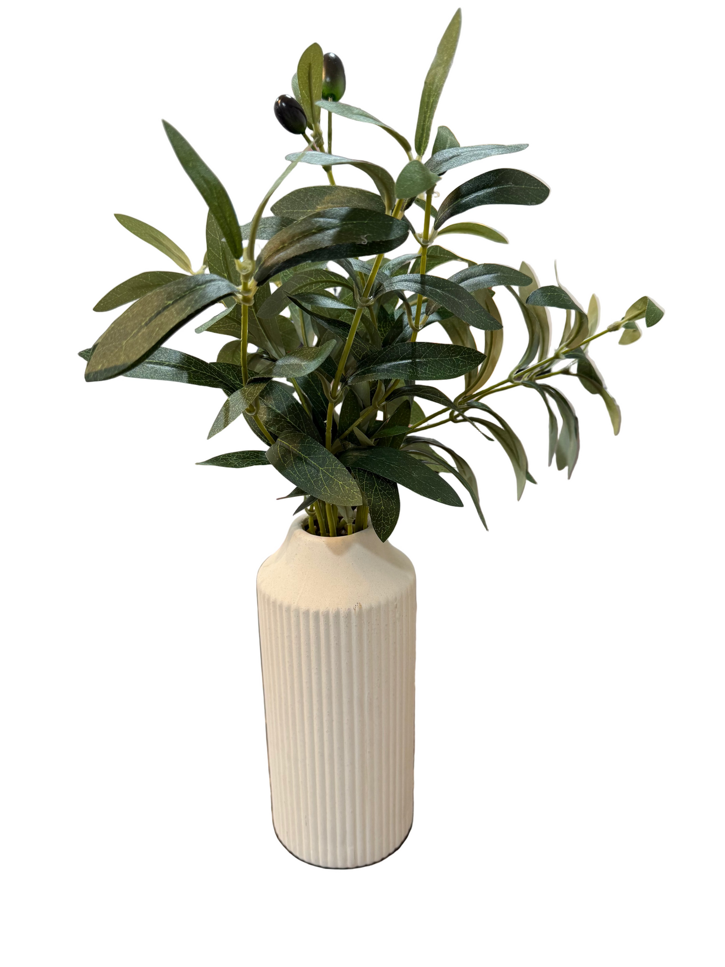 Vase with Olive Plant